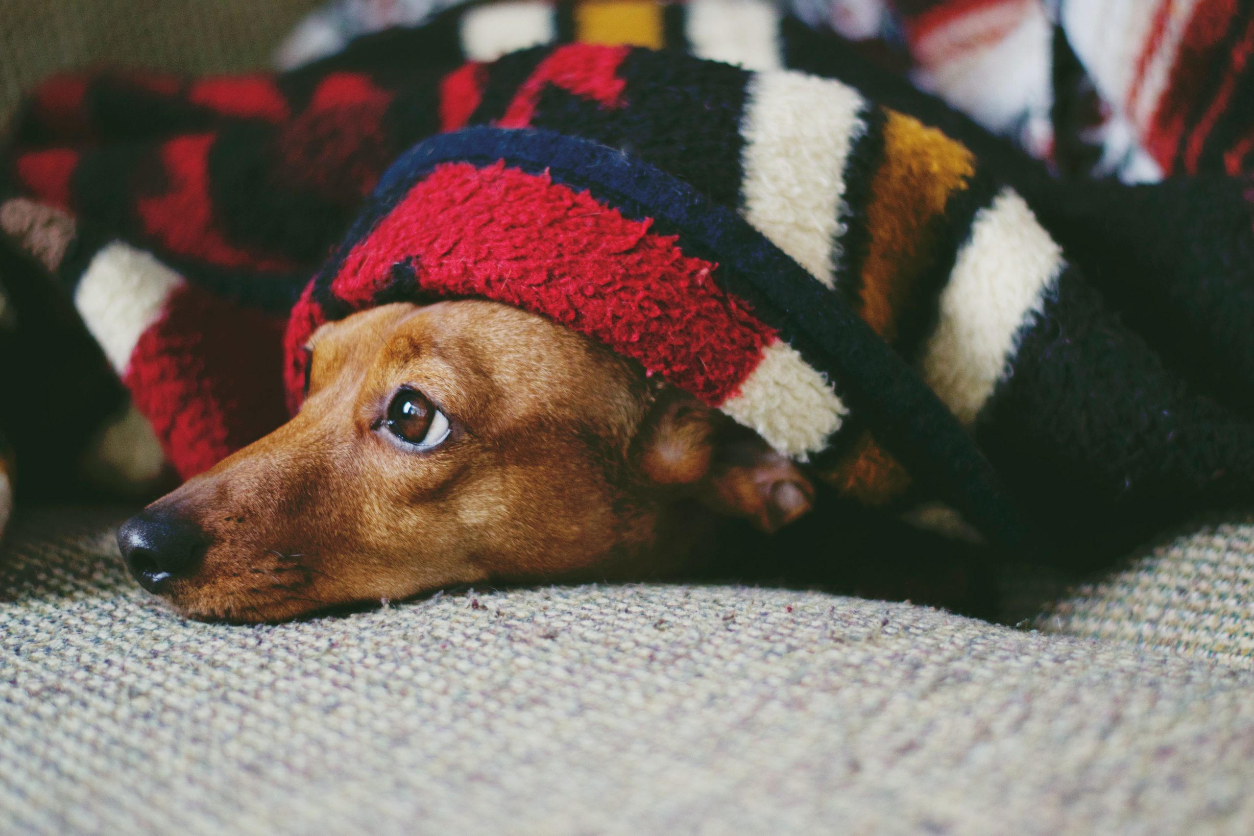 Dachshund wrapped in a blanket