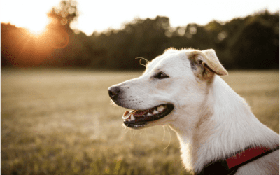 The Significance of Preventing Heartworms in Pets