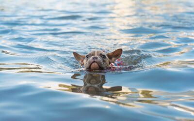 Ensuring Pet Water Safety: Five Tips for a Safe Swimming Experience
