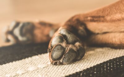 Recognizing When Your Limping Pet Requires Emergency Care