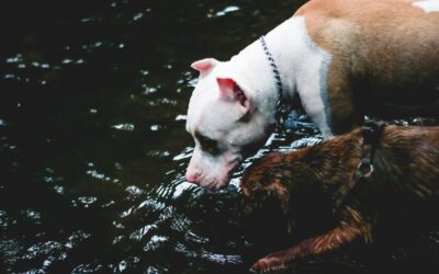 Hydrate Your Pet During the Summer Heat