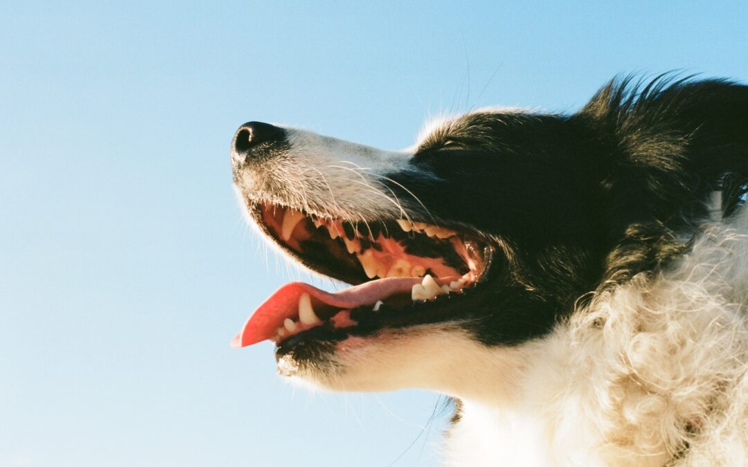 Sparkling Smiles, Happy Tails: Nurturing Your Canine’s Dental Health