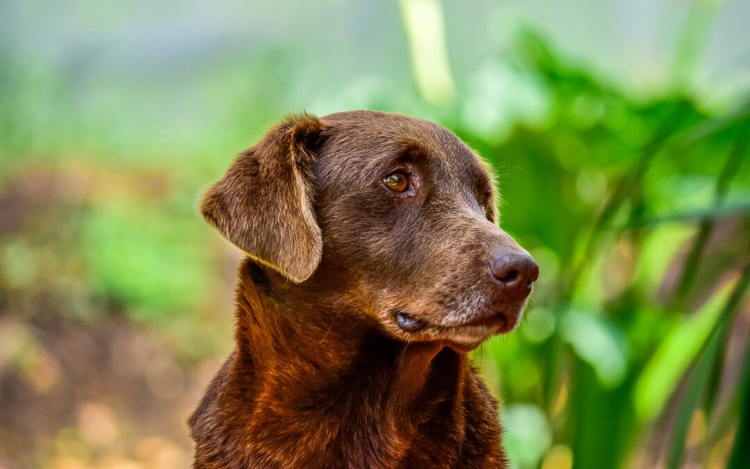 Understanding Senior Pet Wellness Care: A Guide for Pet Owners